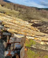 Troncos de abedul castaño PEFC por camión – 60 m³