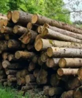 Troncos de abeto PEFC por camión: 60 m³